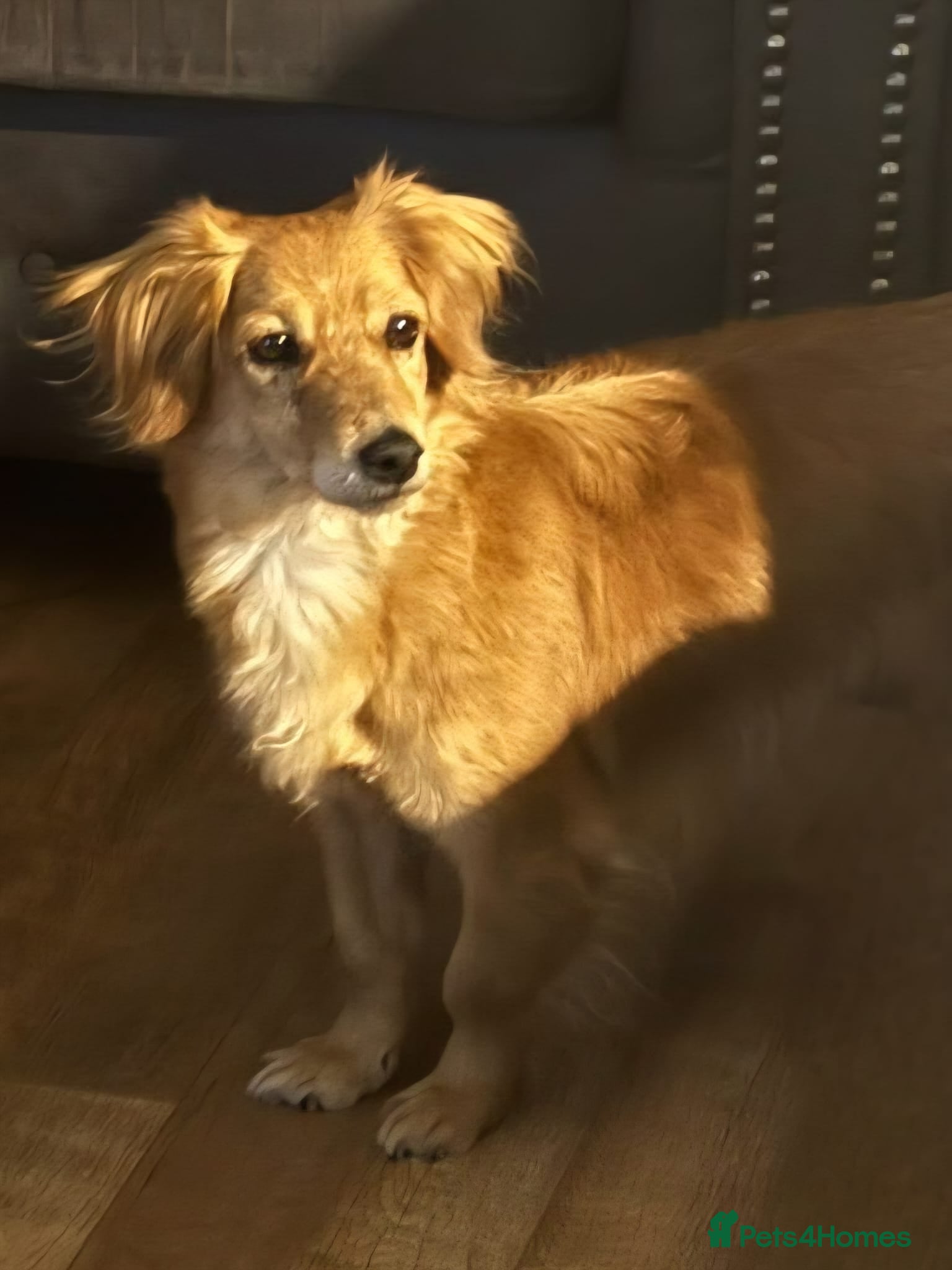 Mixed Breed dogs Kanella: A gentle soul looking for her home - Advert 9