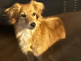 Mixed Breed dogs Kanella: A gentle soul looking for her home - Advert 9