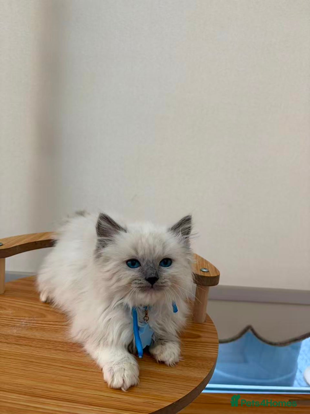 Ragdoll cats for sale: 8 purebred Ragdoll cats - Advert 15