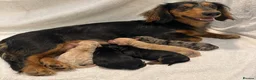 Miniature Dachshund dogs for sale: KC Registered Miniature Dachshund Puppies🤎 - Advert 6