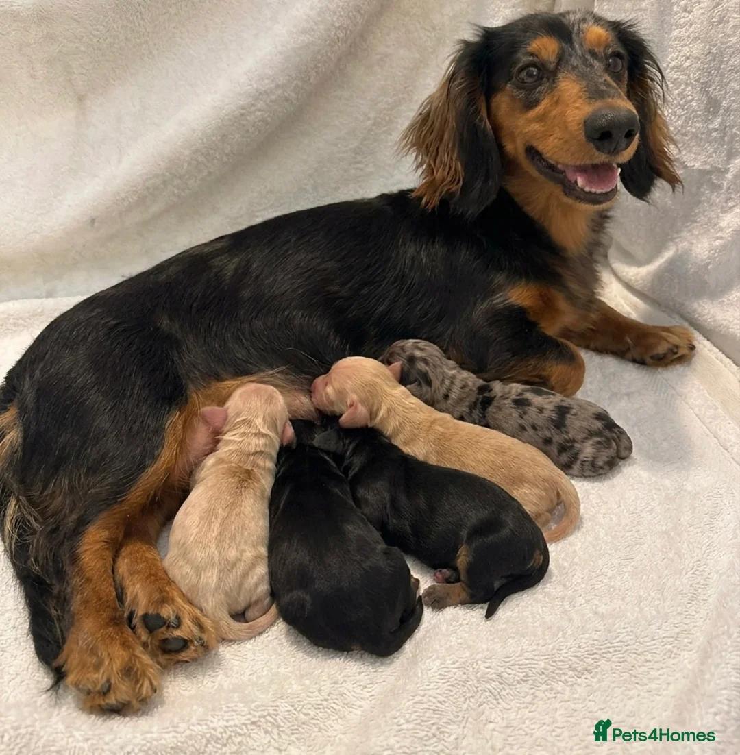 Miniature Dachshund dogs for sale: KC Registered Miniature Dachshund Puppies🤎 - Advert 6
