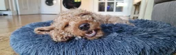 Cockapoo dogs for sale: Red Cockapoo, 19mo, Vaccinated + Full Bundle - Advert 3