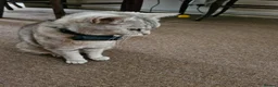 British Shorthair cats for sale: CUTE KITTENS - Advert 12