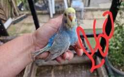 Budgerigars birds for sale: 3x baby budgie reseve only til 13th oct. From £45 - Image 19