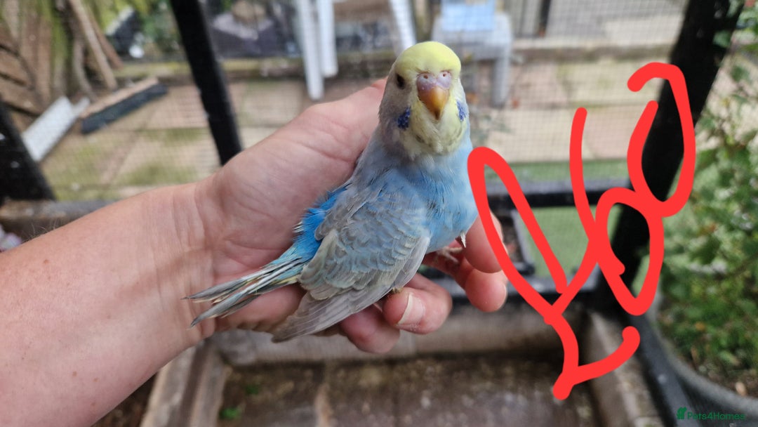 Budgerigars birds for sale: 3x baby budgie reseve only til 13th oct. From £45 - Image 19