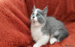 British Shorthair cats for sale: British short hair kittens  - Image 4