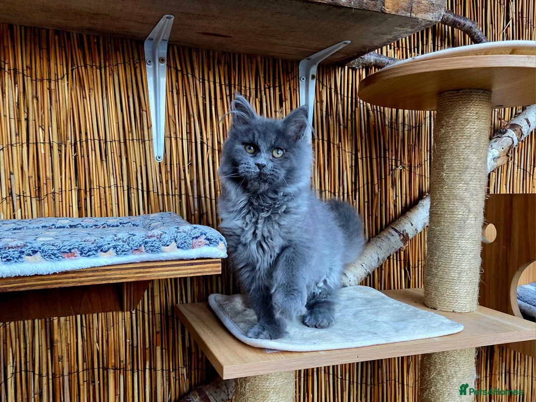 Maine Coon cats for sale: 2 Stunning GCCF Kittens Available.  - Advert 22