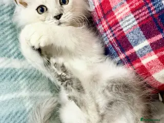 Maine Coon cats 🐾💠 *TICA REG* SILVER MAINE COON KITTENS 💠🐾 - Advert 3