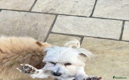Mixed Breed dogs for adoption: Charming Chewy  - Image 3