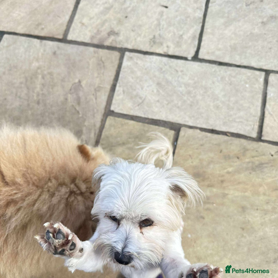 Mixed Breed dogs for adoption: Charming Chewy  - Image 3