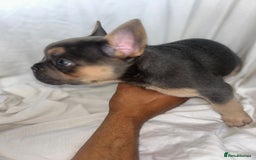 French Bulldog dogs for sale: French bulldog puppies fluffy carriers  - Image 30