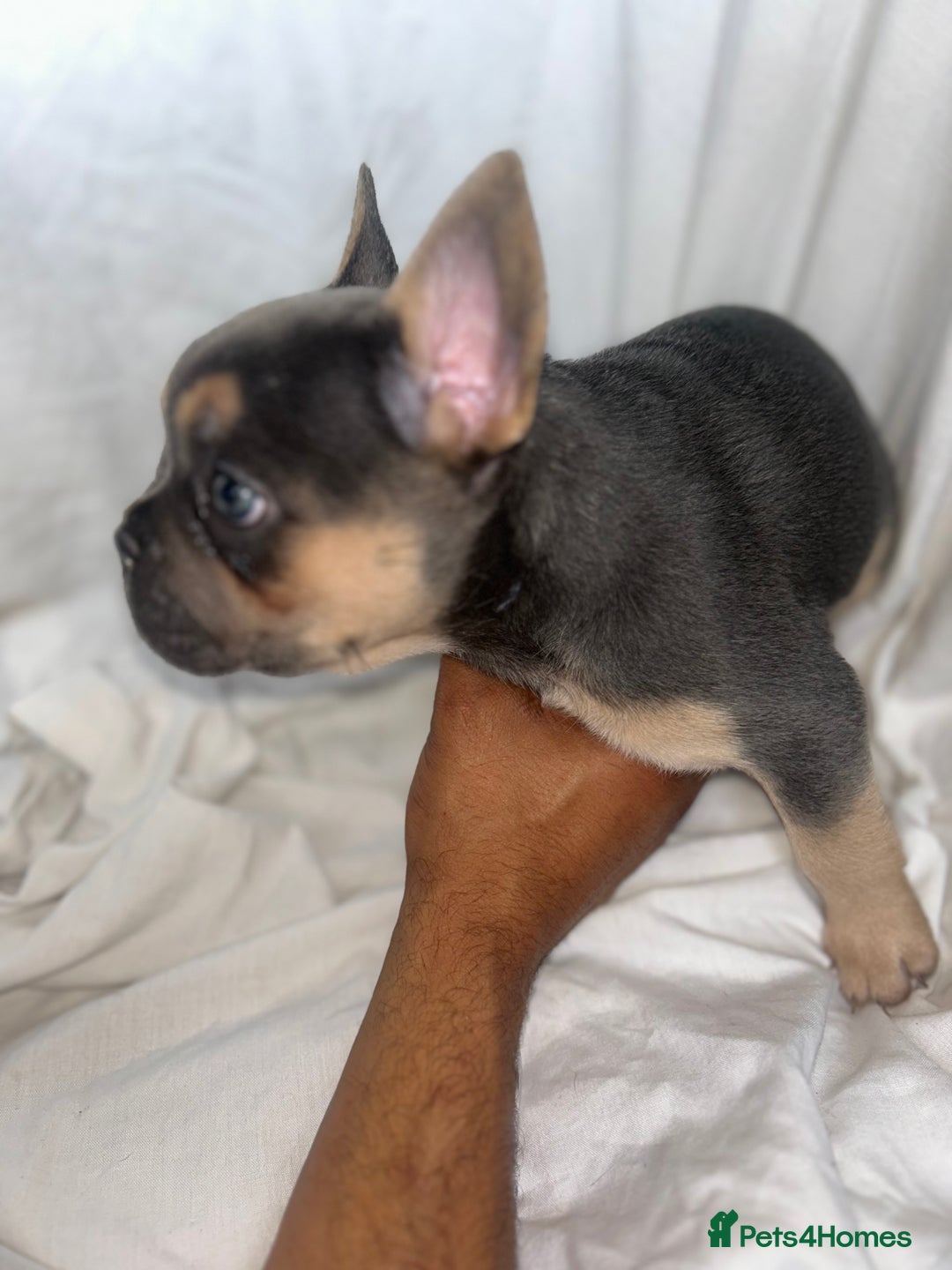 French Bulldog dogs for sale: French bulldog puppies fluffy carriers  - Image 30