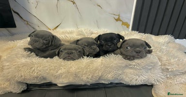 French Bulldog dogs - Advert 2