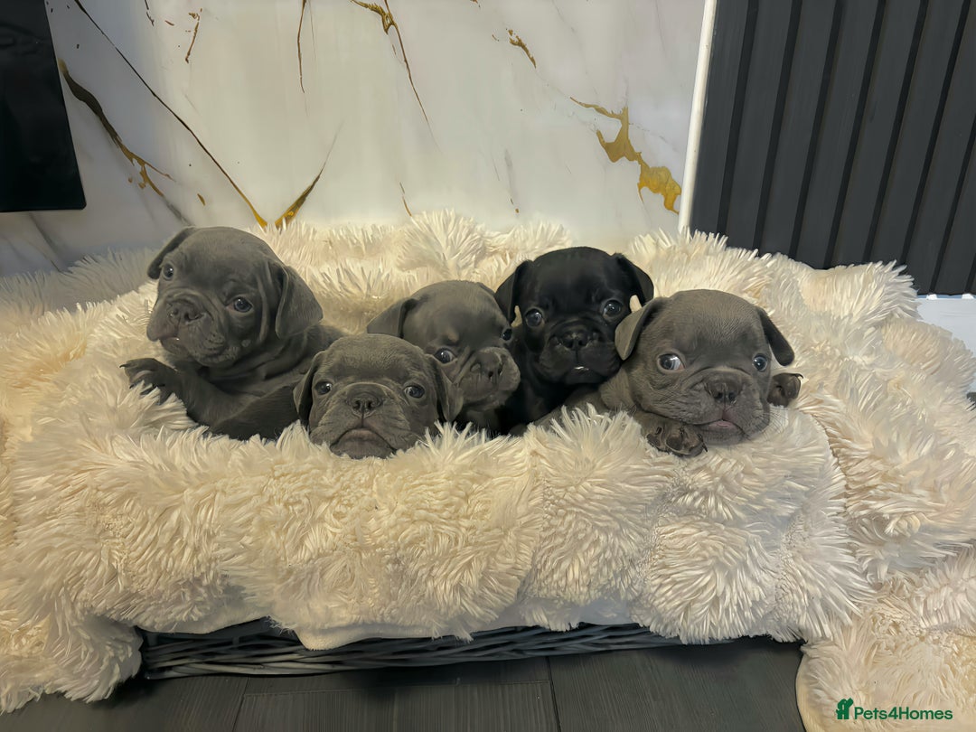 French Bulldog dogs for sale: 5 gorgeous fur babies 🩷 - Image 2