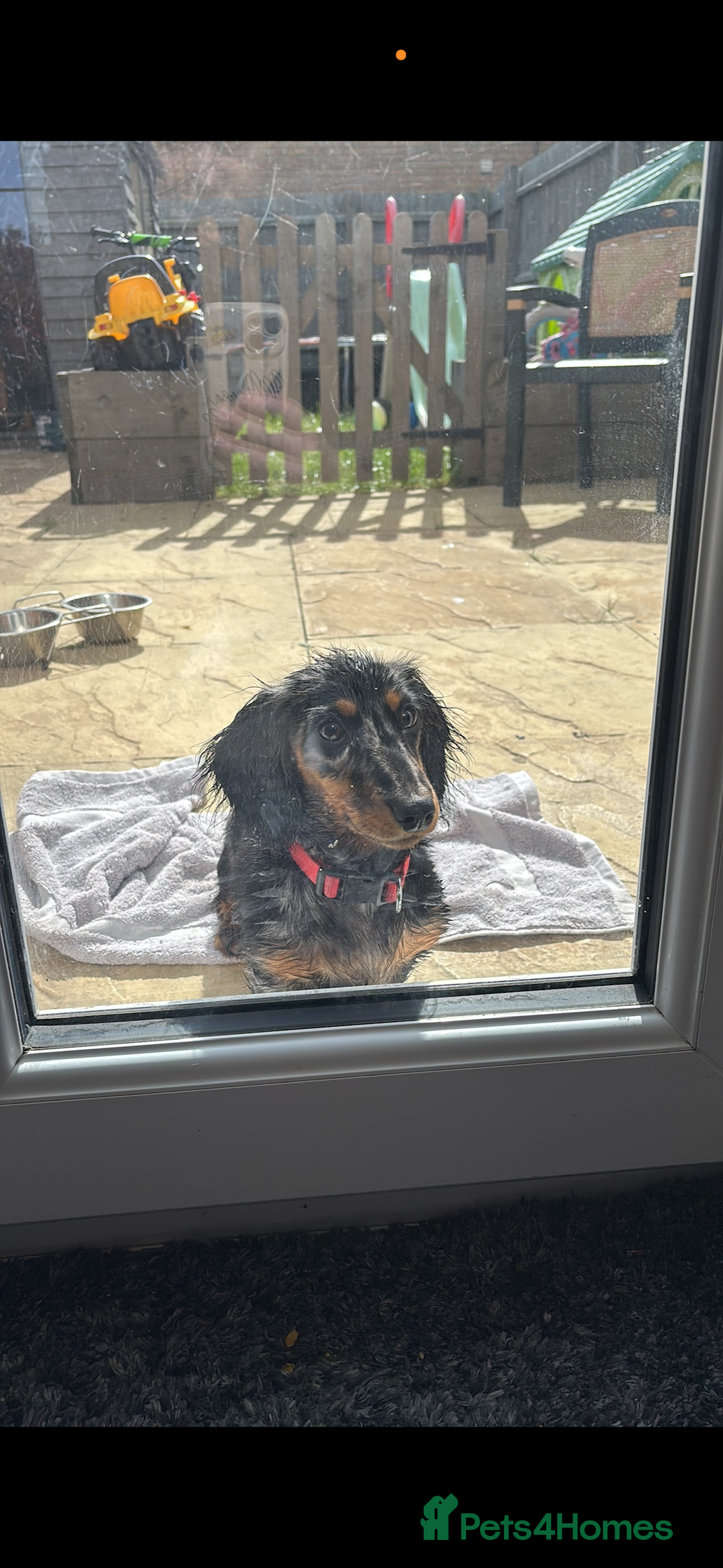 Dachshund dogs for sale: Dachshund Merlin  - Advert 2