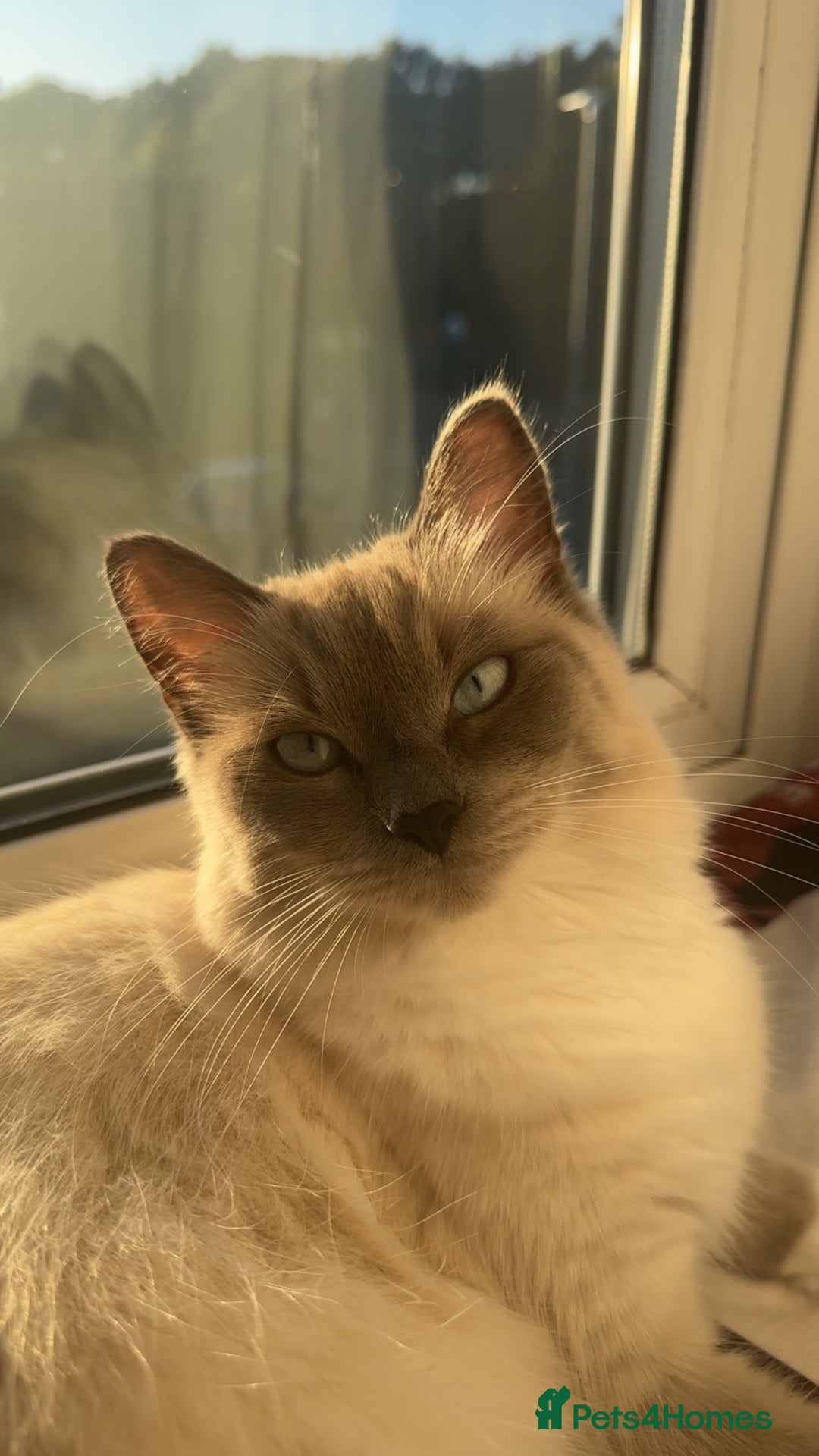 Siamese cats for sale: Siamese x russian blue kittens - Advert 2