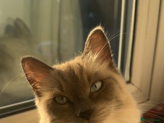 Siamese cats Siamese x russian blue kittens - Advert 1