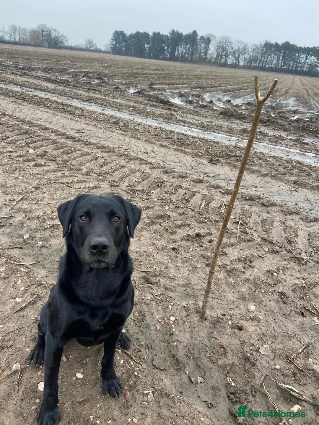 Labrador Retriever dogs for stud: Working Black Labrador Stud - Advert 7