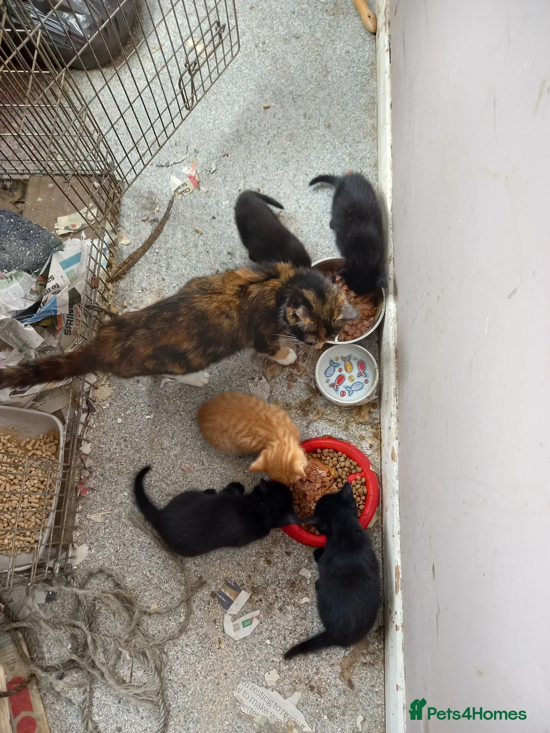 Mixed Breed cats for sale: Kittens for sale in Ipswich - Advert 5