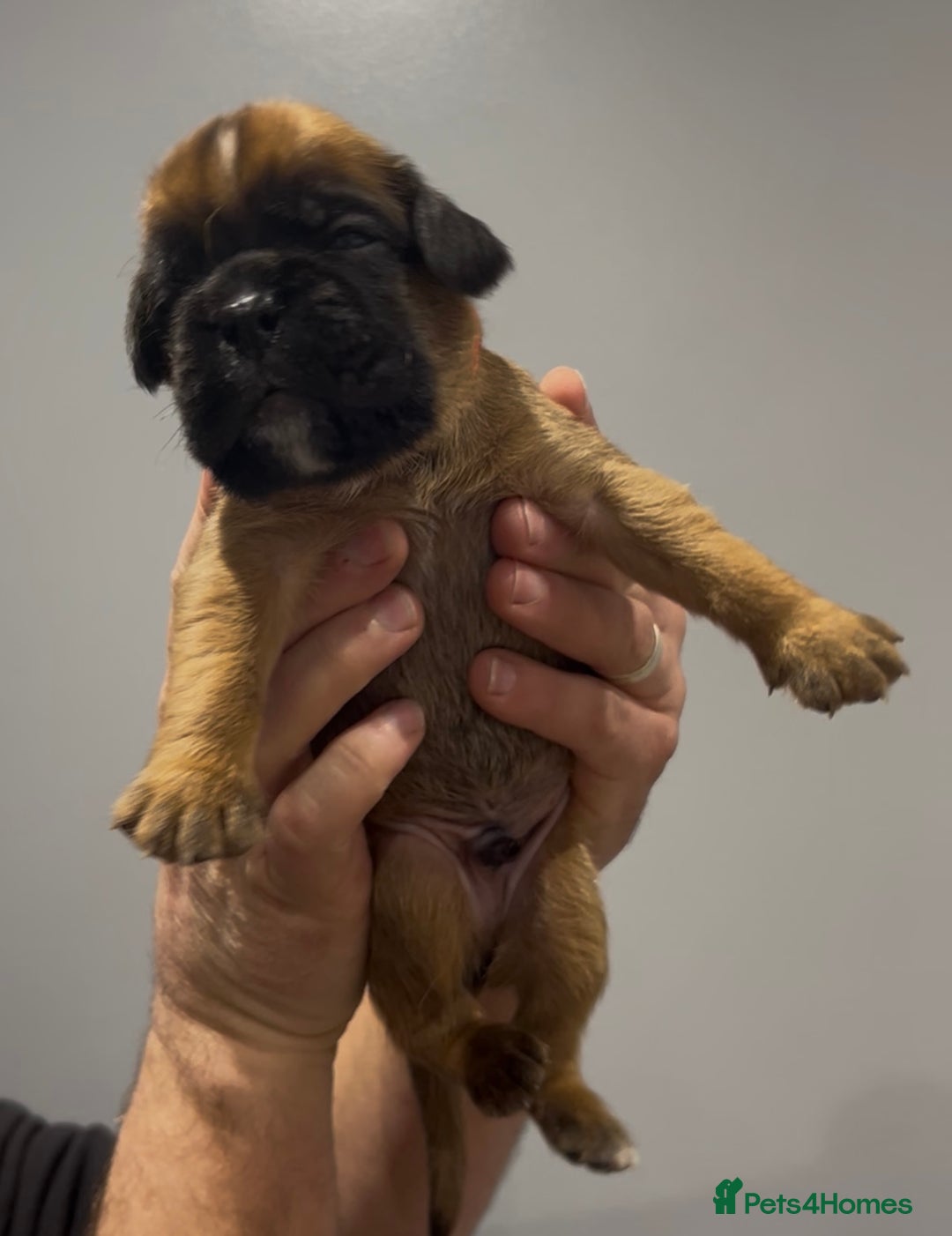 Boxer dogs for sale: 9 Beautiful Boxer Puppies - Pet Only  - Advert 19