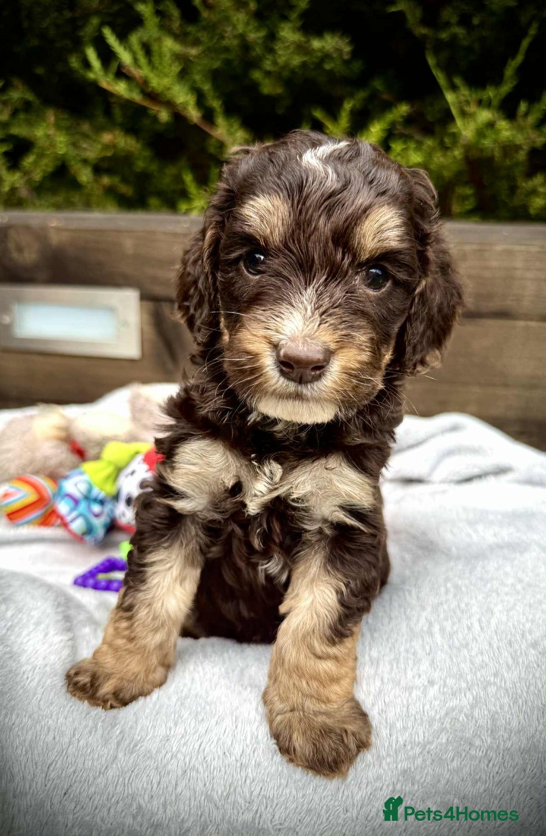 Cockapoo dogs for sale: 🤎🧡F1 Extensively Health Tested Cockapoos🧡🤎 - Image 5
