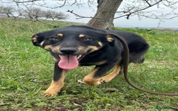 Mixed Breed dogs for adoption: Teya - Norwich Norfolk  - Image 1