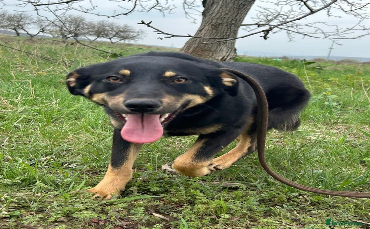 Mixed Breed dogs - Advert 14