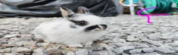 Netherland Dwarf rabbits for sale: Netherland dwarfs - Advert 7