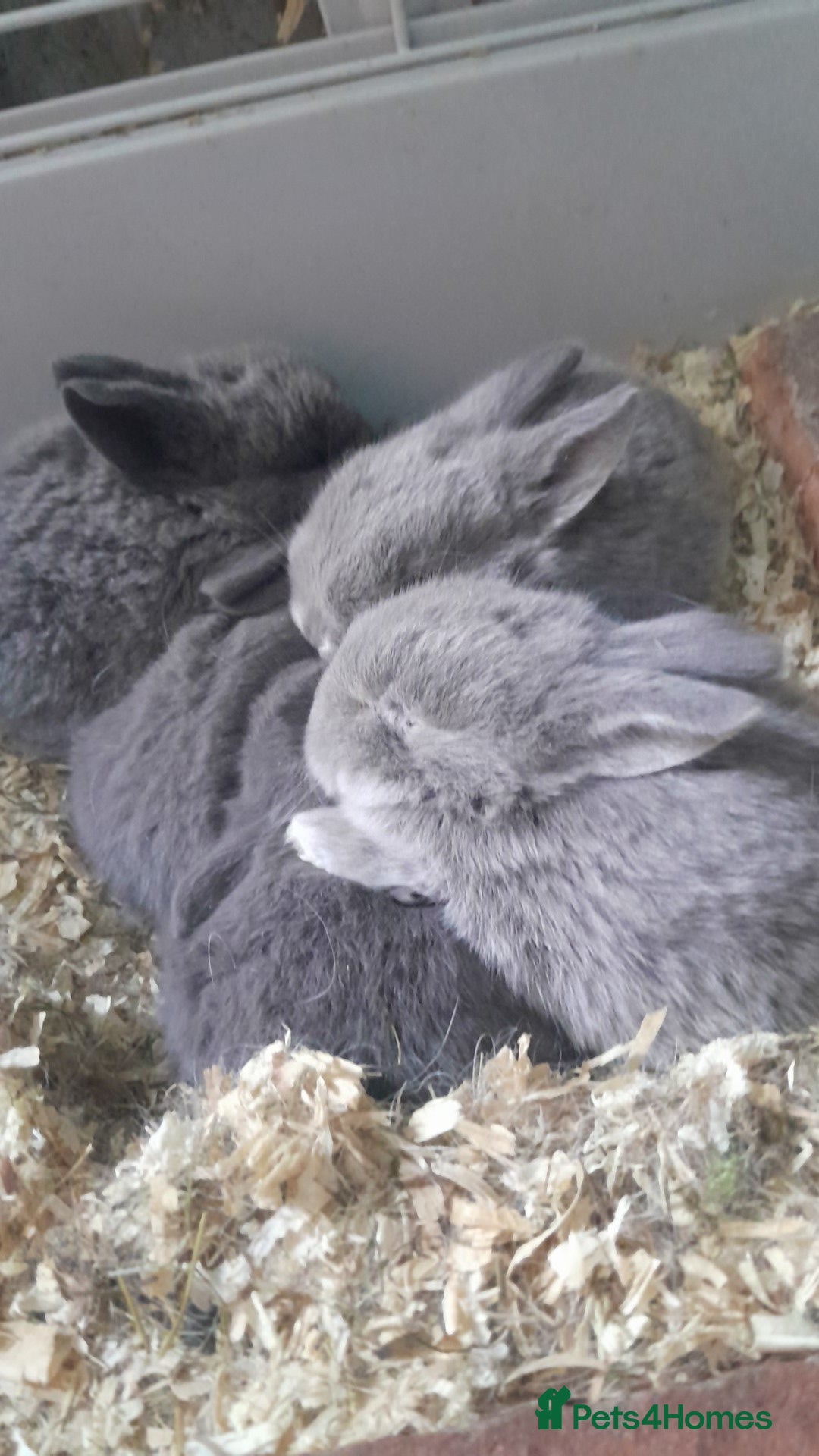 Mixed Breed rabbits for sale: Updated in 7 November bunnies - Advert 9