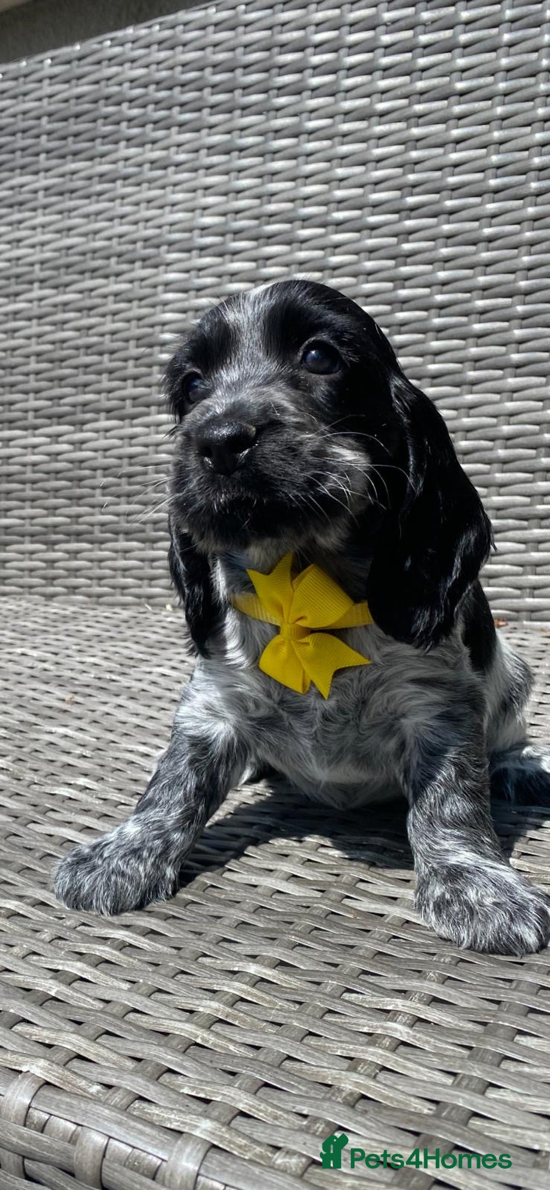 Cocker Spaniel dogs for sale: KC Registered Show Type Cocker Spaniel Pups - Image 8