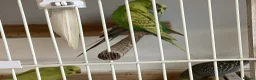 Budgerigars birds for sale: New baby budgies  - Advert 6