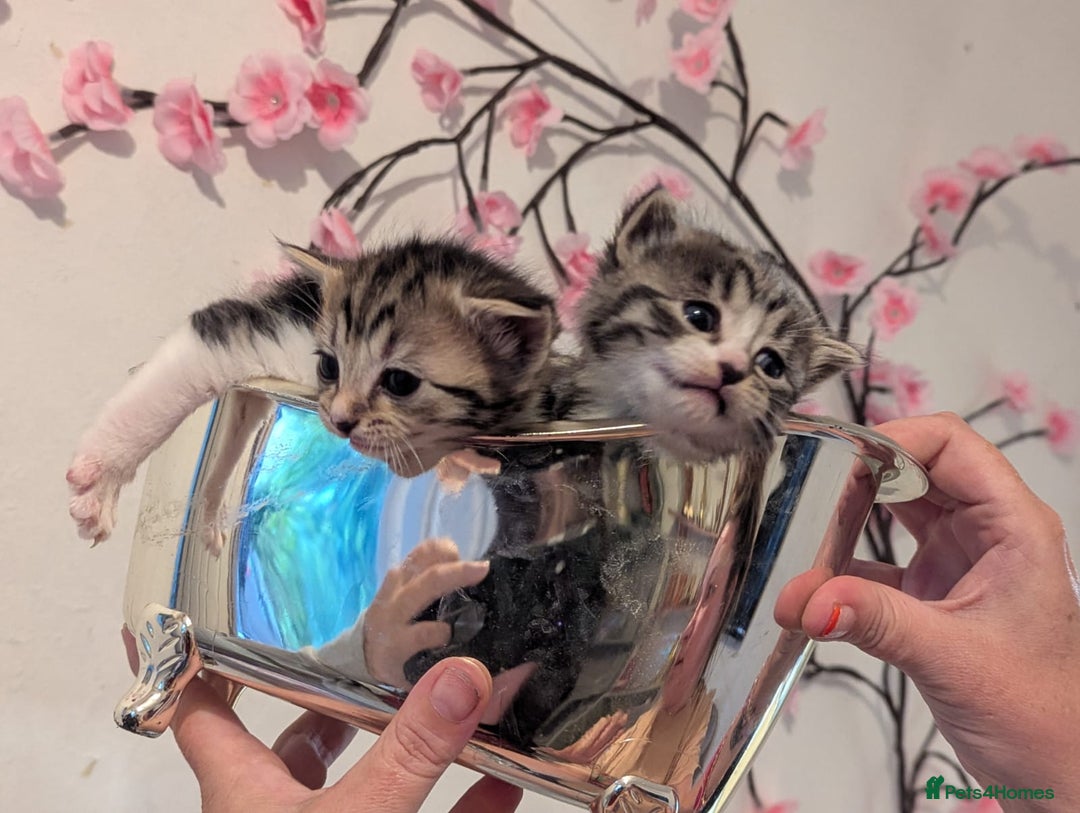 Mixed Breed cats for sale: Beautiful loving,kittens - Image 7