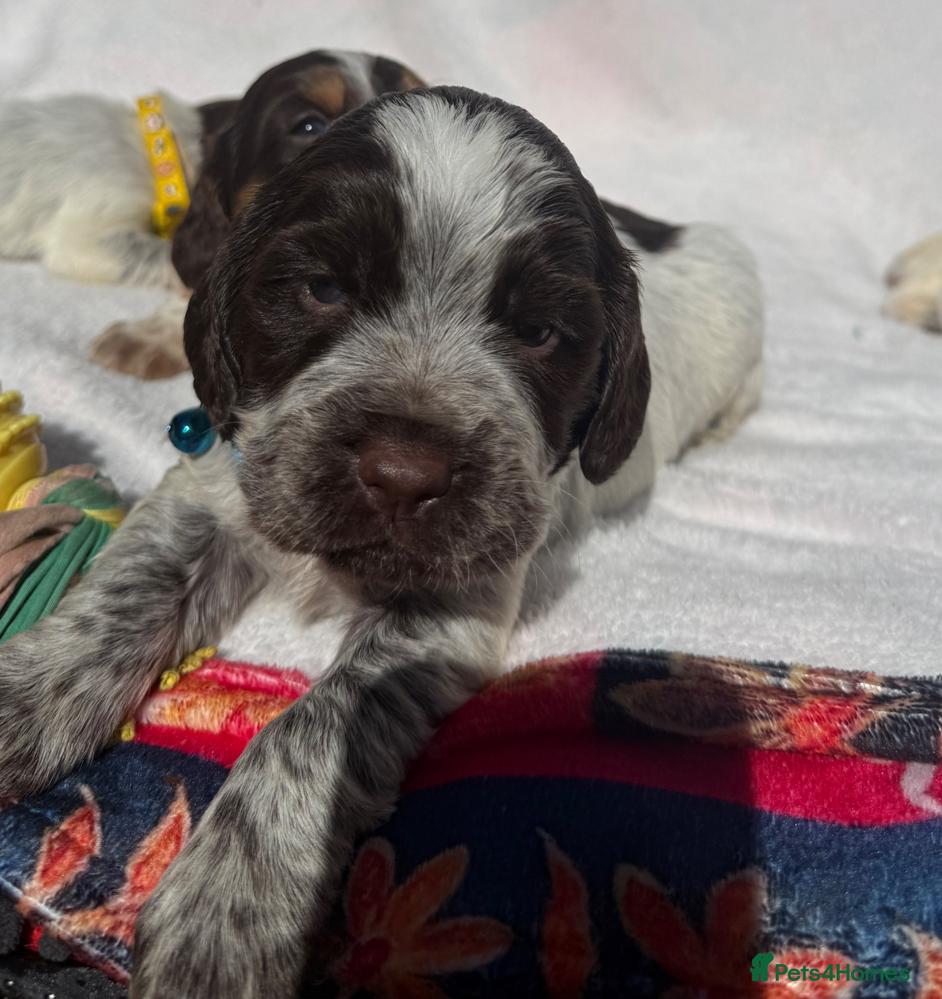 Cocker Spaniel dogs Bred From Extensively Health Tested Parents - Advert 1