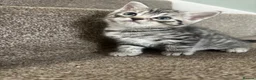 British Shorthair cats for sale: Silver Tabby BSH Cross Kittens – Ready Soon! - Advert 10