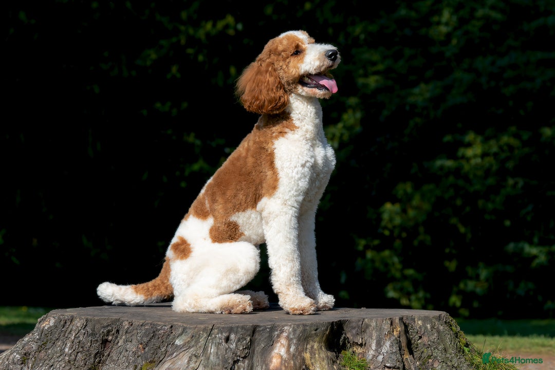 Mixed Breed dogs for stud: Red & White Parti Goldendoodle Stud HealthTested in Newport - Image 4