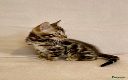 Bengal cats for sale: 🐾 Purebred BENGAL kittens🐾 - Image 12