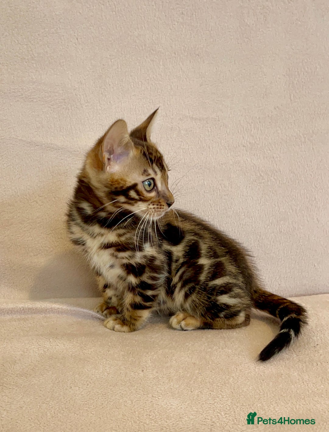 Bengal cats for sale: 🐾 Purebred BENGAL kittens🐾 - Image 12