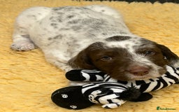 Mixed Breed dogs for sale: Rare Dalmadoodles - Image 32