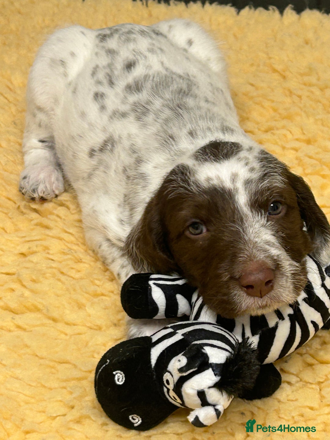 Mixed Breed dogs for sale: Rare Dalmadoodles - Image 32