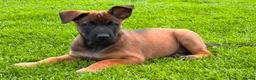 Belgian Shepherd Dog dogs for sale: Belgian Malinois - Advert 5