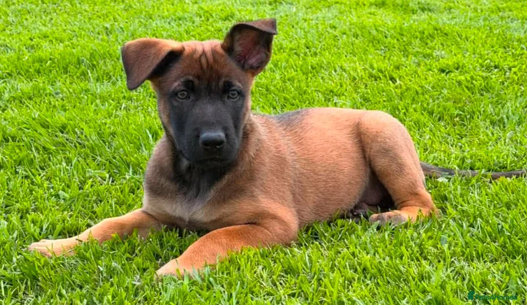 Belgian Shepherd Dog dogs for sale: Belgian Malinois - Advert 5