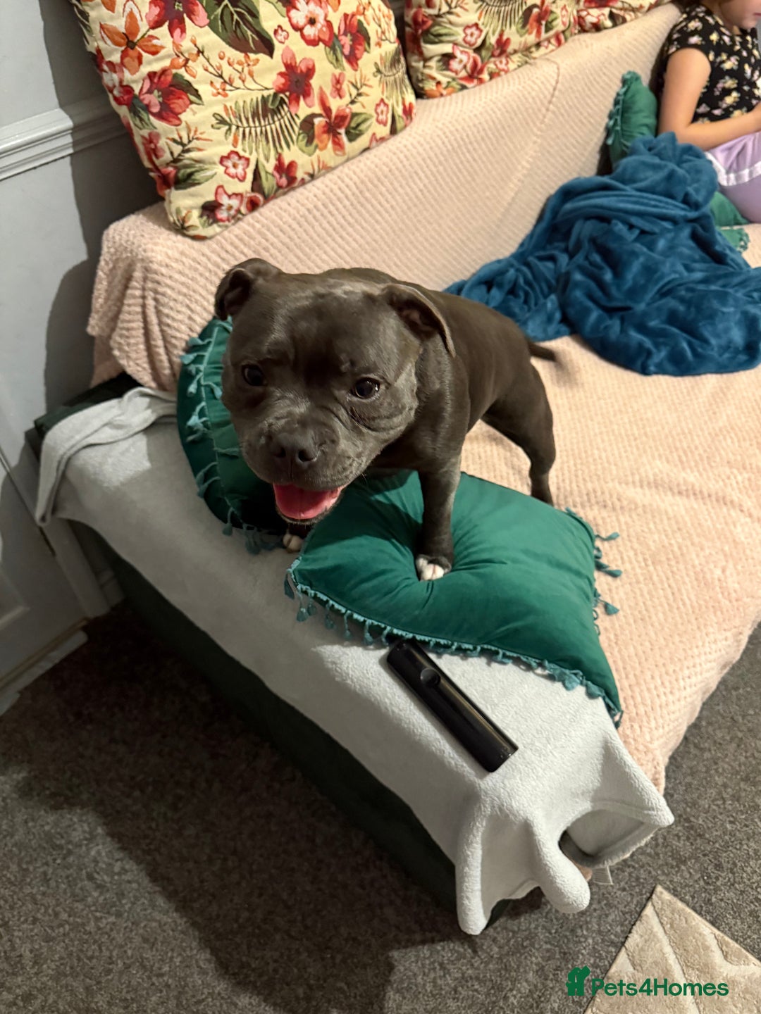 Staffordshire Bull Terrier dogs for sale: Staffordshire bull terrier kc reg  - Advert 5