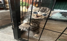 Persian cats for sale: Beautiful Kittens - Image 1