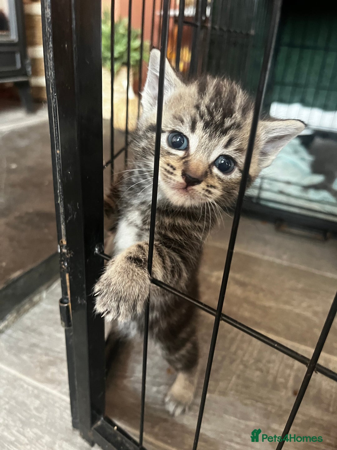 Persian cats for sale: Beautiful Kittens - Image 1