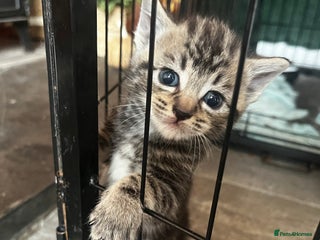 Persian cats - Advert 5