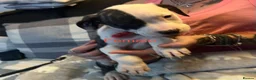 American Bulldog dogs for sale: American bulldog puppies  - Advert 11