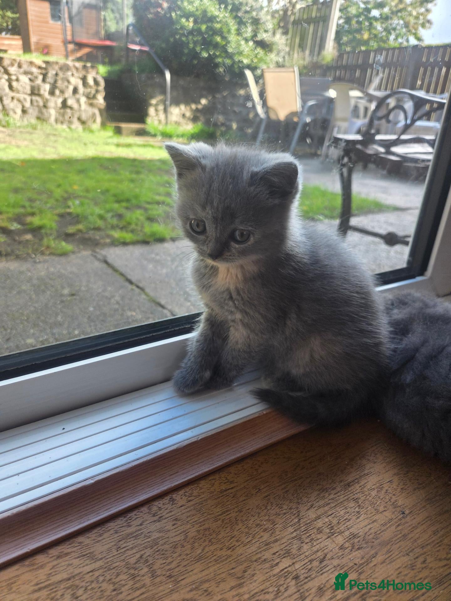 Scottish Fold cats Kittens Scottish straight blue boy and girl - Advert 9