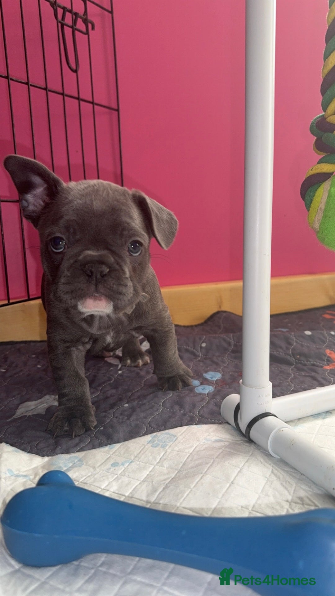 French Bulldog dogs for sale: 5 female French Bulldog –9 weeks old💙 🐾 - Advert 25
