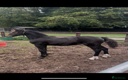 Friesian horses for sale: A Very Special Friesian x Irish Draught  - Image 2