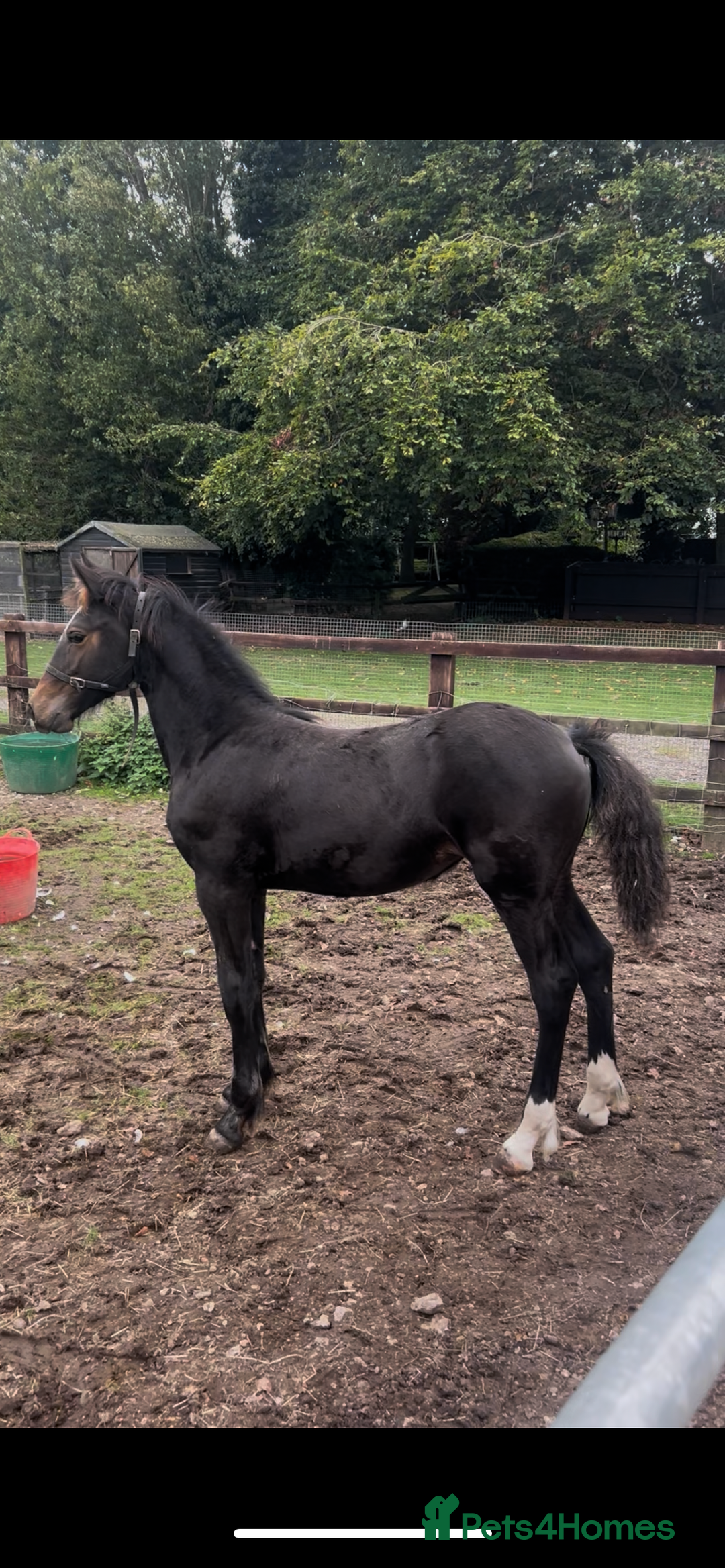 Friesian horses for sale: A Very Special Friesian x Irish Draught  - Image 2